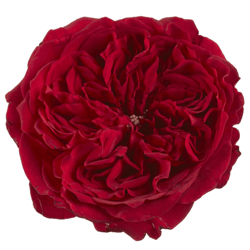 Rosa de Jardin Tess David Austin, Rojo, 1 tallos, 40cm