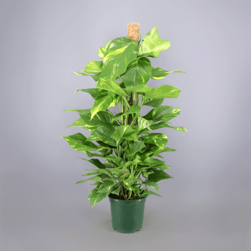 Pothos Tutor, Matizado, 1 tallos, 100cm
