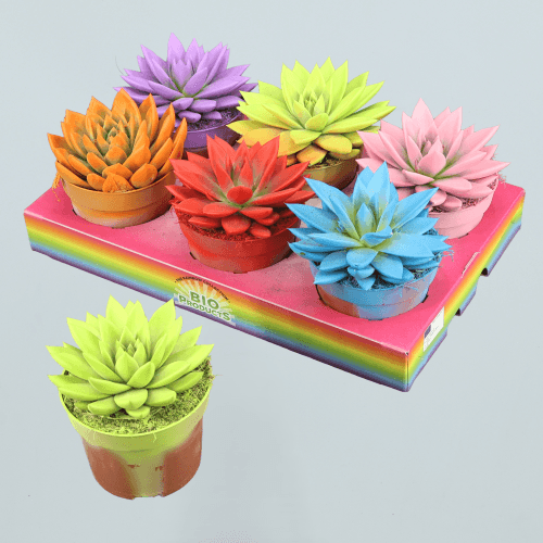 Echeveria Miranda Rainbow