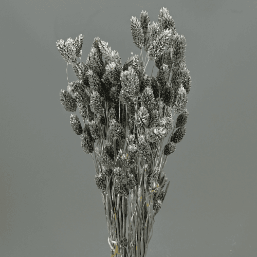 Phalaris Plata Navidad
