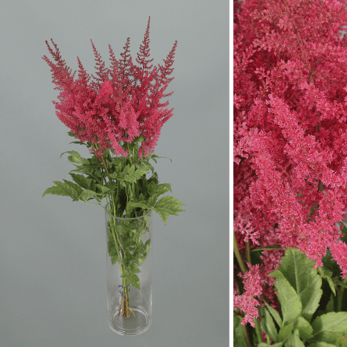 Astilbe Else Schluck, Cereza