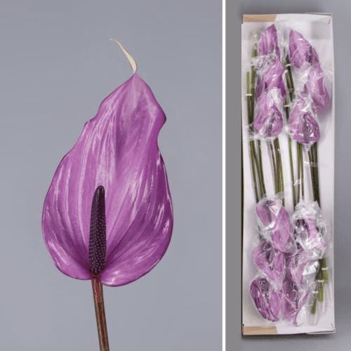 Anthurium Previa x12, Morado, 1 tallos, 45cm