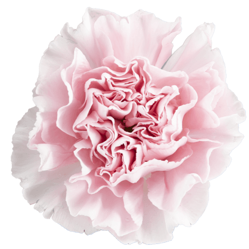 Clavel  Pink Short, Rosa, 1 tallos, 40cm