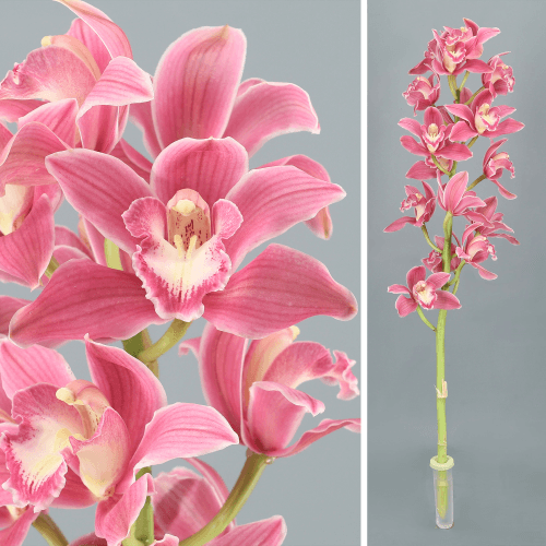 Cymbidium Bryce, Rosa, 1 tallos, 80cm