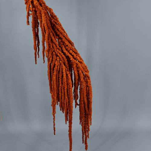 Amaranthus Naranja, Preservado, 50cm