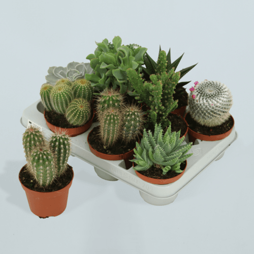 Cactus Mix 510