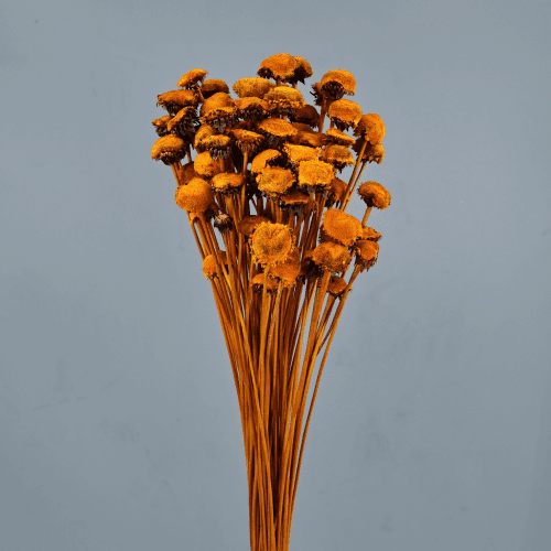 Pali Pala preservada naranja