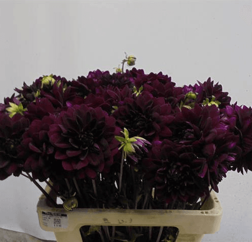 Ramo de 50 Dalias Negras Arabian Night, Flor fresca de 50 cm de largo, 50 tallos