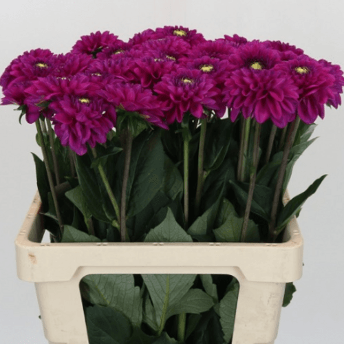 · Dahlia Purple Fox x40, Fucsia