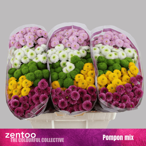 Crisantemo Santini Pompon Mix