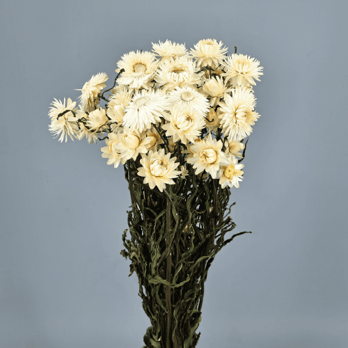 Helichrysum Blanco, Blanco, 40cm