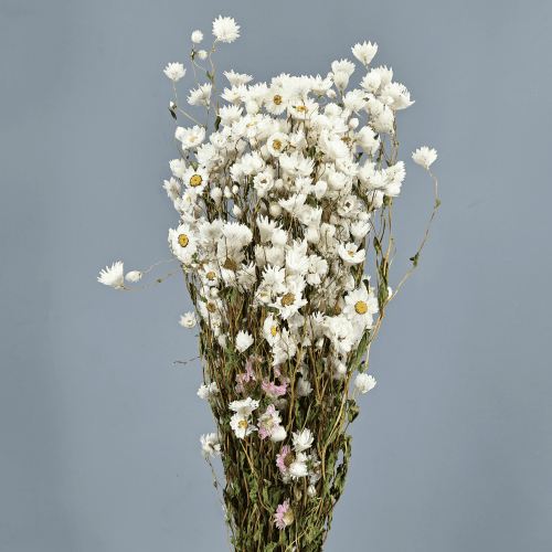 Rodanthe Blanco, Blanco, 55cm