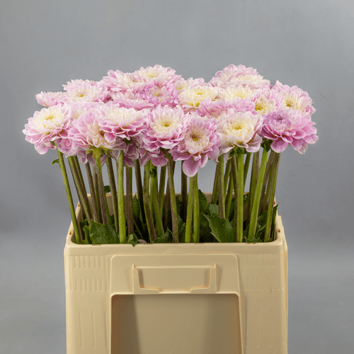 Ramo de 40 Dalias Rosa Claro Sweet Love, Flor fresca de 55 cm de largo, 40 tallos