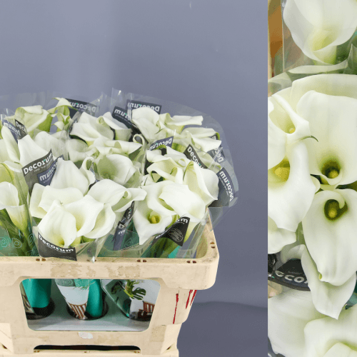 Cala Crystal Blush, Blanco, 1 tallos, 40cm