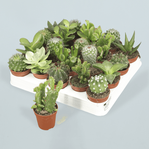 Cactus Mix 505