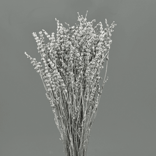 Lavanda (Lavandula) seca plata 45 cm