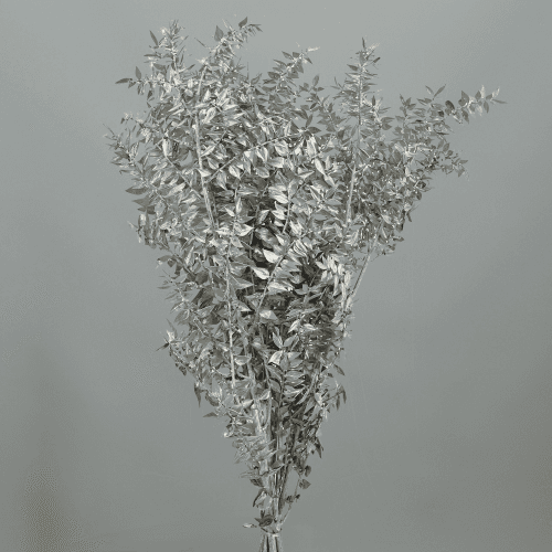 Ruscus Plata