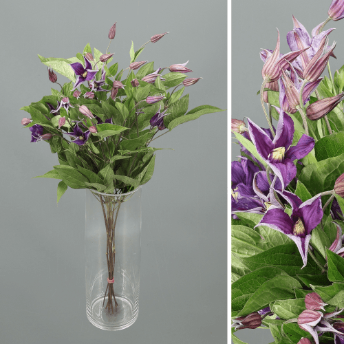 Clematis Blue Pirouette, Morado, 1 tallos, 50cm
