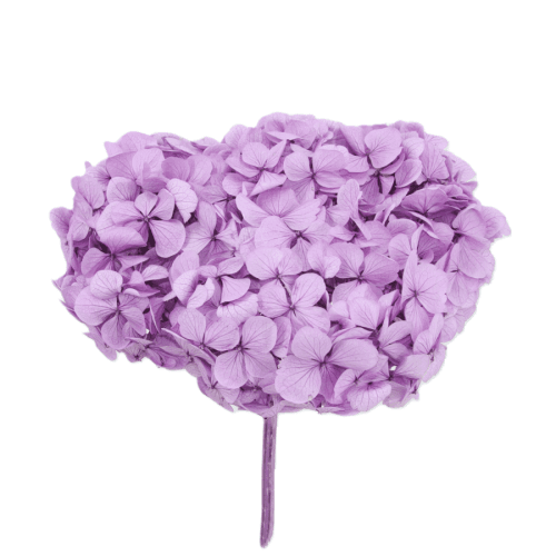 Hydrangea Lavanda, Lavanda, 1 tallos