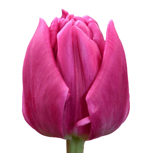 Tulipan Princess Double, Fucsia, 1 tallos, 36cm