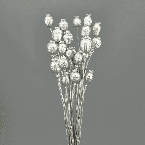 Papaver Plata