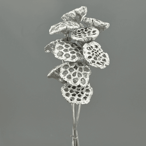 Lotus Gigante Plata