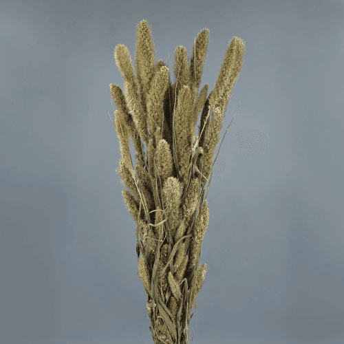 Setária seca natural, Flor seca de 75 cm de comprimento, conjunto de 2 hastes