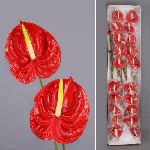 Anthurium Tropical x20, Rojo, 1 tallos, 35cm