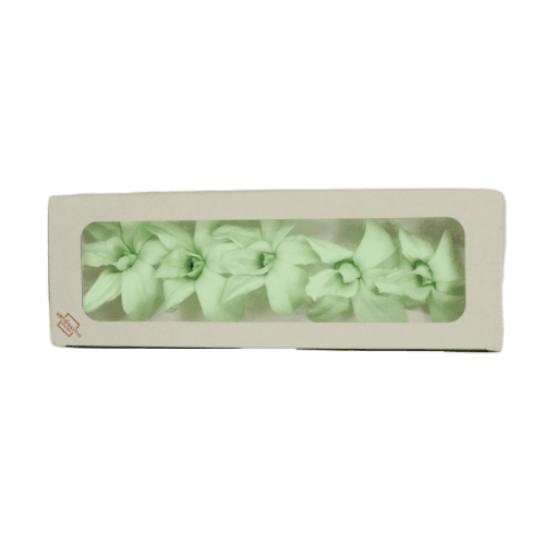 Dendro Verde Mint, Preservado, 5 tallos