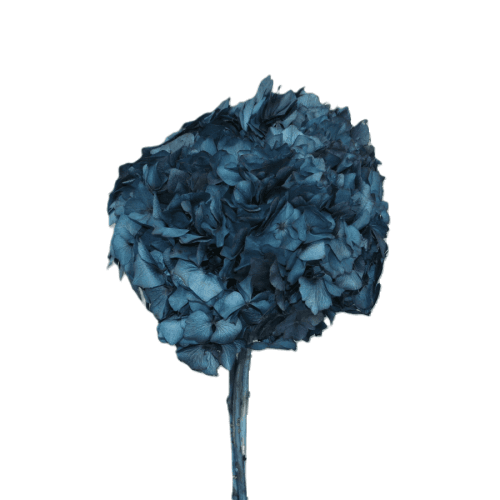 Hydrangea Azul, Azul