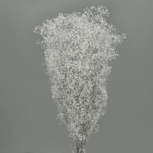 Paniculata Mini Plata, Plata, 40cm