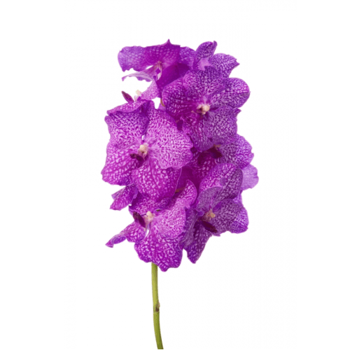 Vanda Ni Rosy, Fucsia, 1 tallos