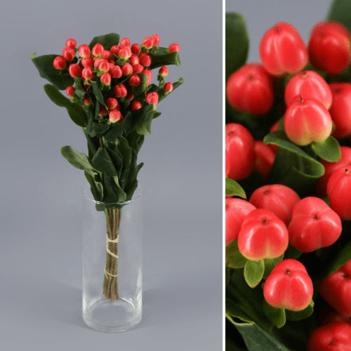 Hypericum Coco Tango, Rojo, 1 tallos, 50cm