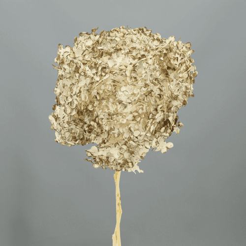 Hydrangea Annabella Oro/Blanco