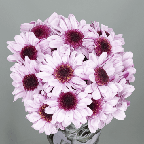 Crisantemo Stresa 75 gr, Rosa, 1 tallos, 70cm