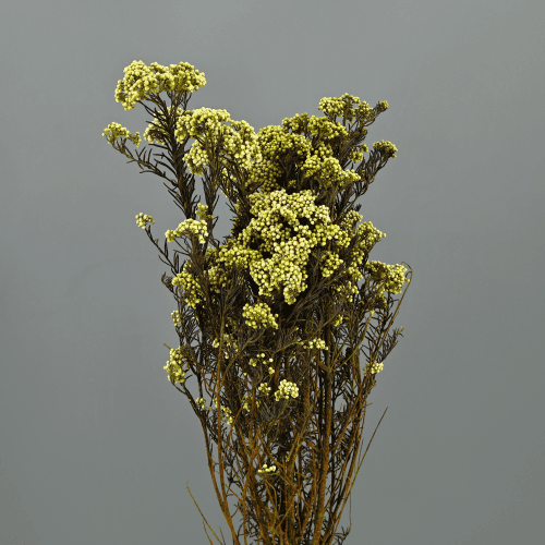 Flor de Arroz Verde Claro, 1 tallos, 60cm