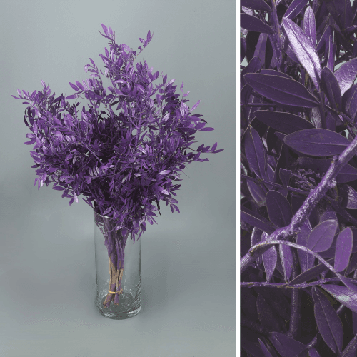 Lentisco Pintado Morado, Morado, 45cm