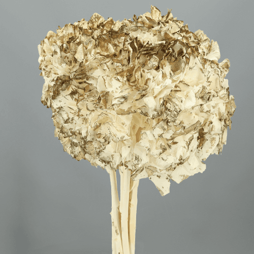 Hydrangea Oro/Blanco