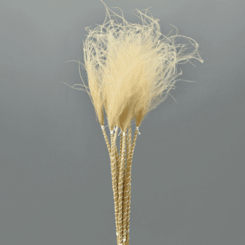 Stypa Pennata 75 gr, Natural, 50cm