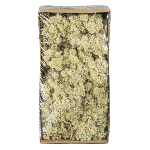 Musgo Reindeer Natural Preservado