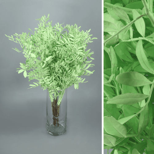 Lentisco Painted Menta, Verde Mint, 45cm