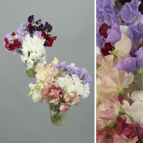 Lathyrus Mix, Mixto, 1 tallos, 25cm