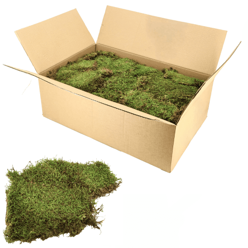 Musgo Plano Preservado Verde, Flor preservada