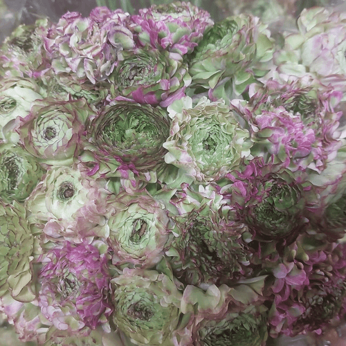 Ranunculus Malva Pon Pon, Púrpura, 1 tallos, 40cm