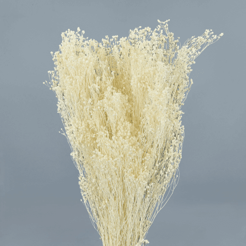 Brooms Blanco preservado