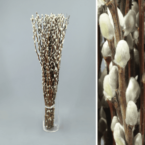 Salix Snow Flake, Blanco, 1 tallos, 70cm