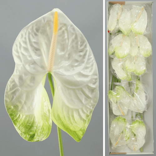 Anthurium Acropolis (con verde) x10, Blanco/Verde, 1 tallos, 50cm
