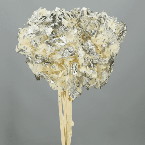 Hydrangea Plata/Blanco, Plata, 1 tallos, 15cm