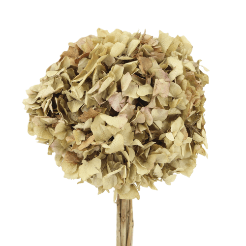 Hydrangea Crema, Crema
