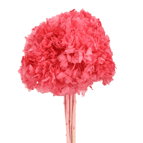 Hydrangea Rosa, Rosa